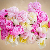 Triple the Grower's Choice Peony