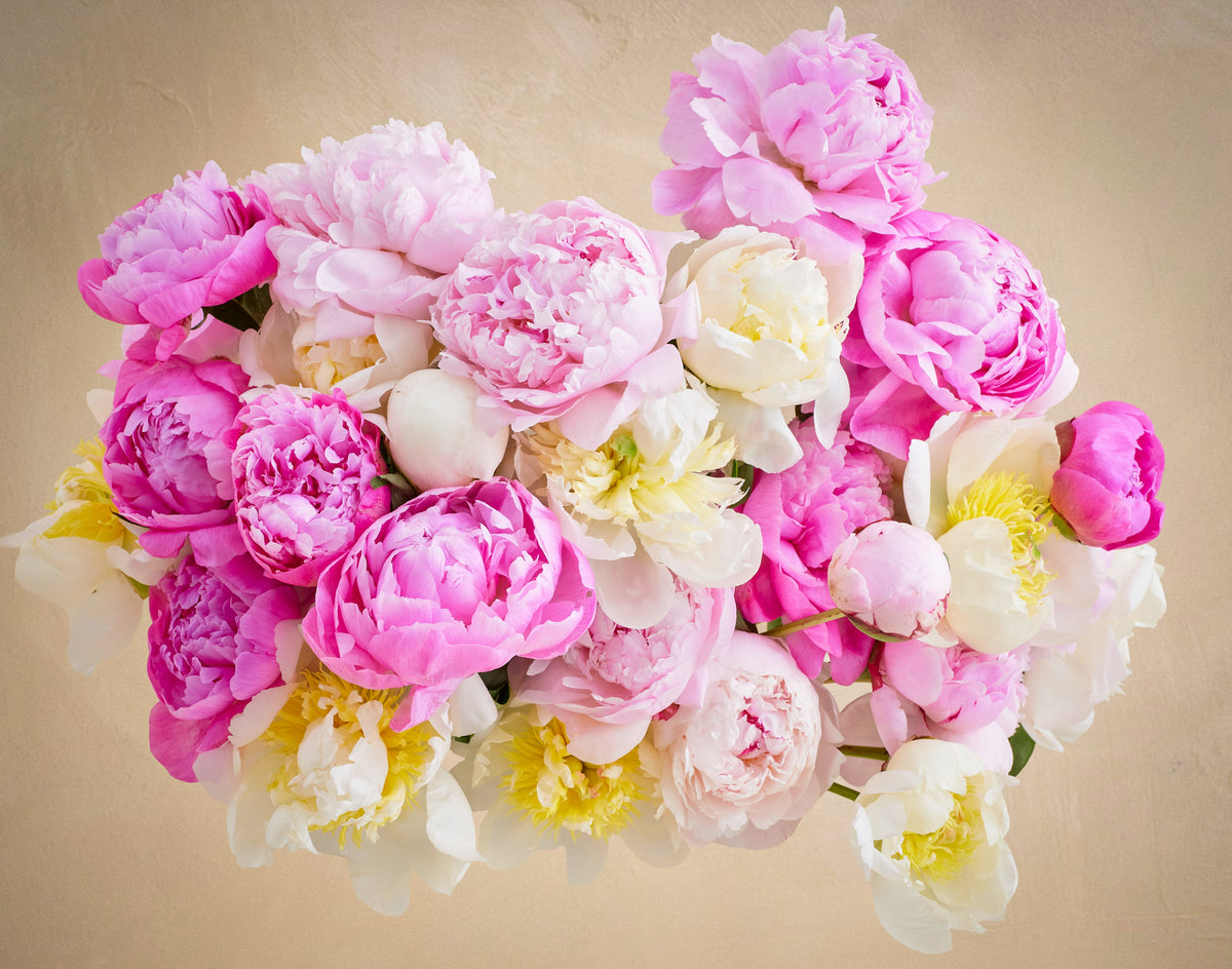 Triple the Grower's Choice Peony