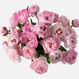 Triple the Peony