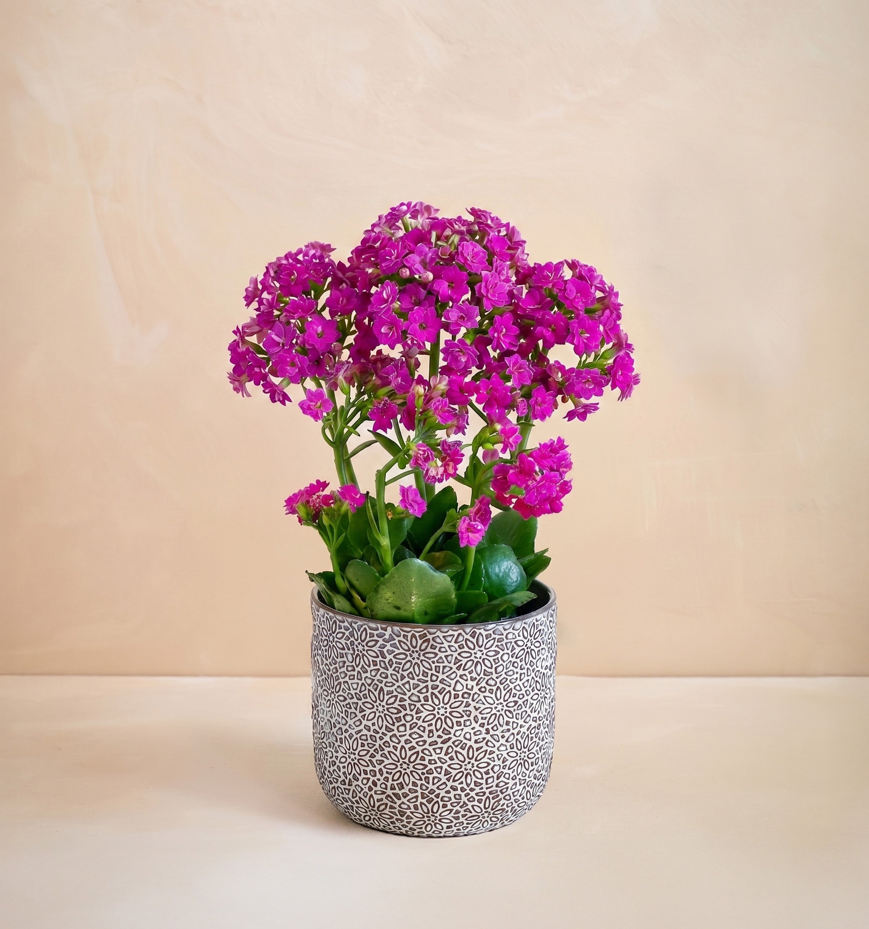 The Vibrant Blossom | UrbanStems Flower Delivery