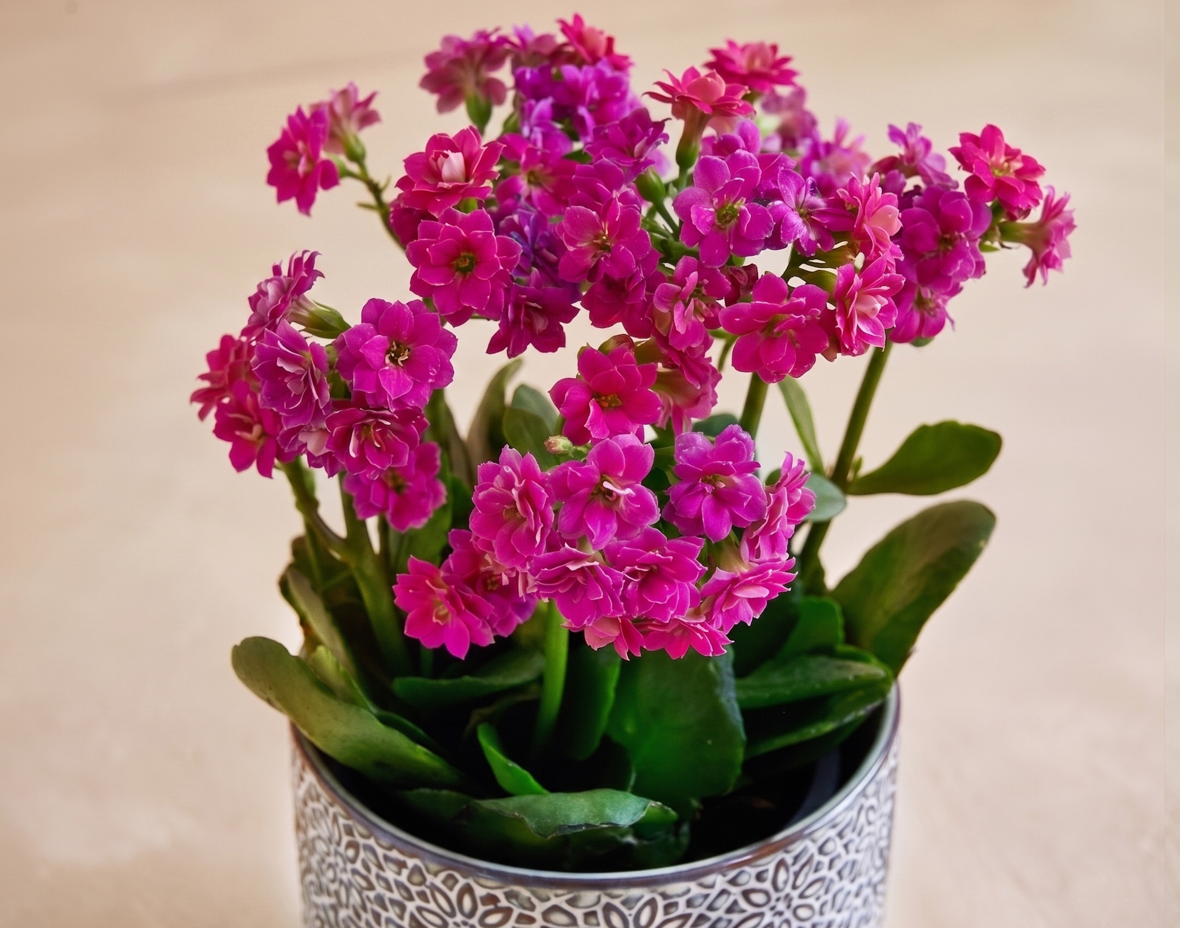 スタンピンアップ　BLOSSOMS IN BLOOM バンドル The Vibrant Blossom | UrbanStems Flower Delivery