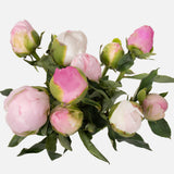 Double the Grower's Choice Peony