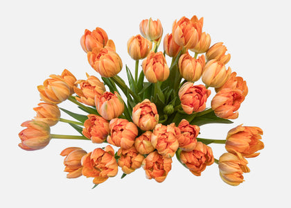 Triple The Autumn Tulips