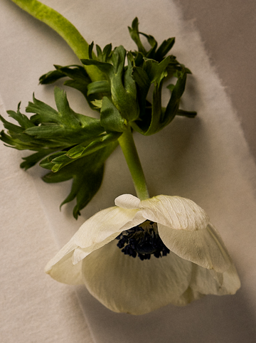 presentation image